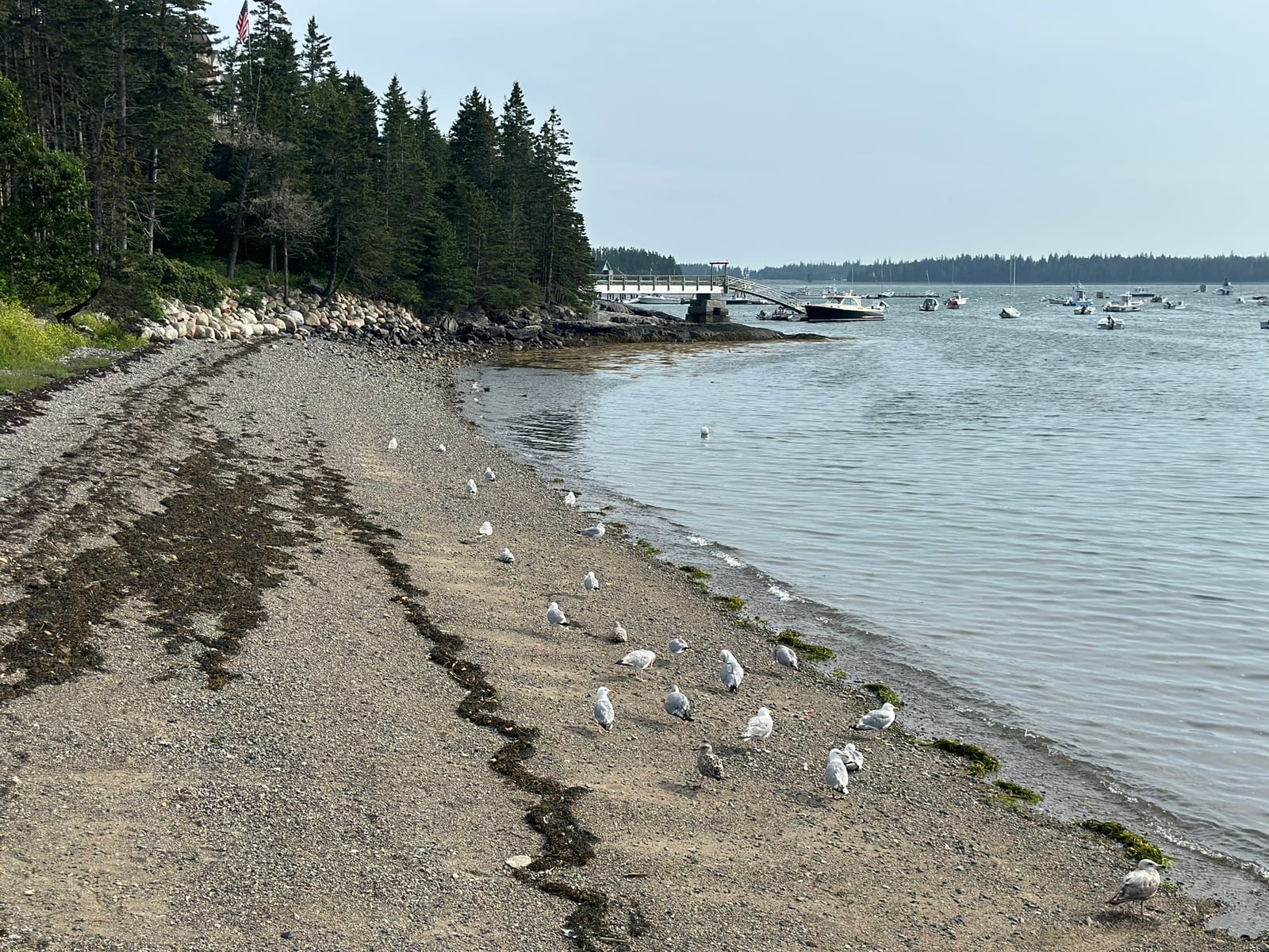 Acadia & the Maine Coast with Teddy