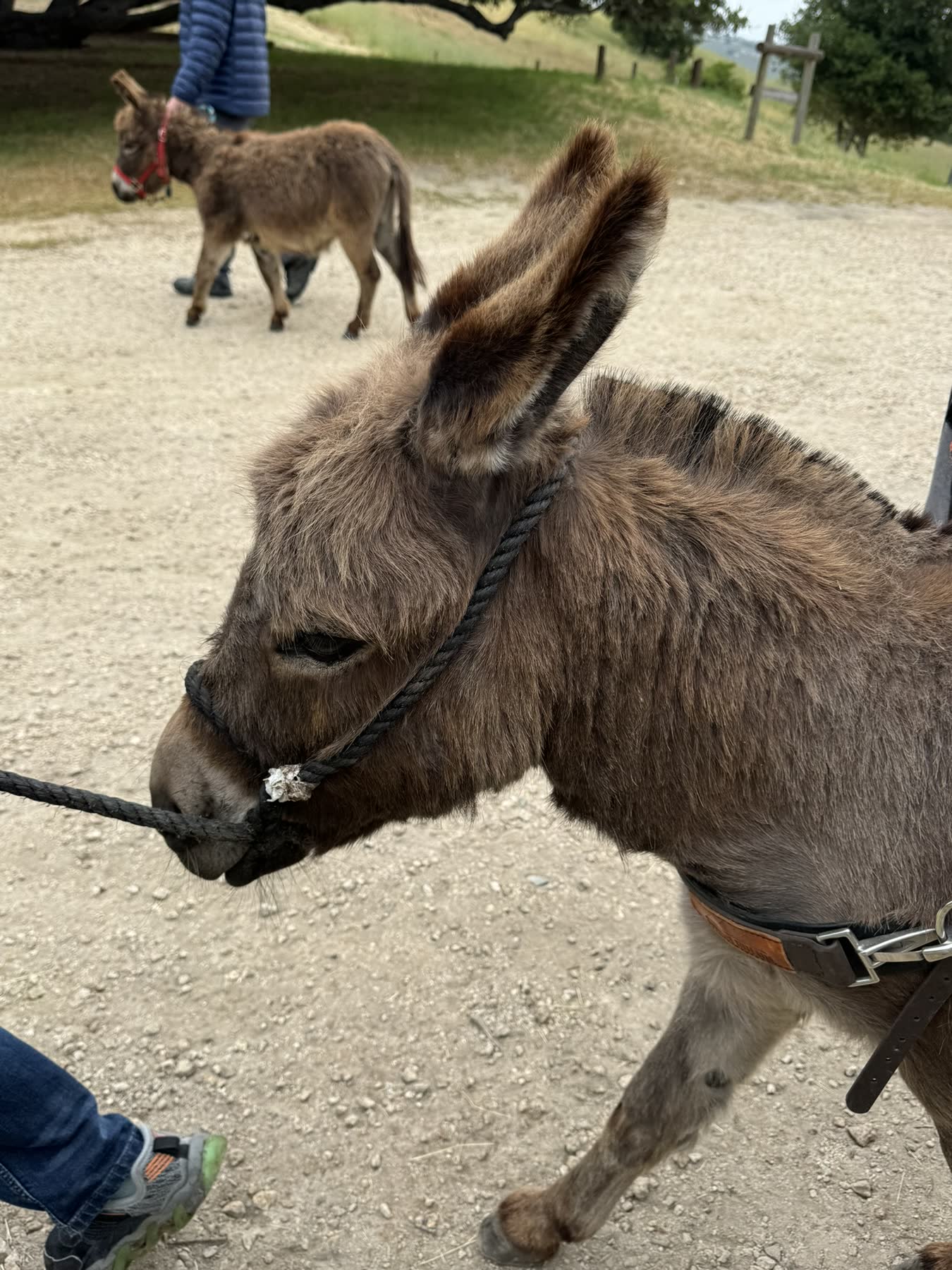 Carmel Valley — the Donkey Trek