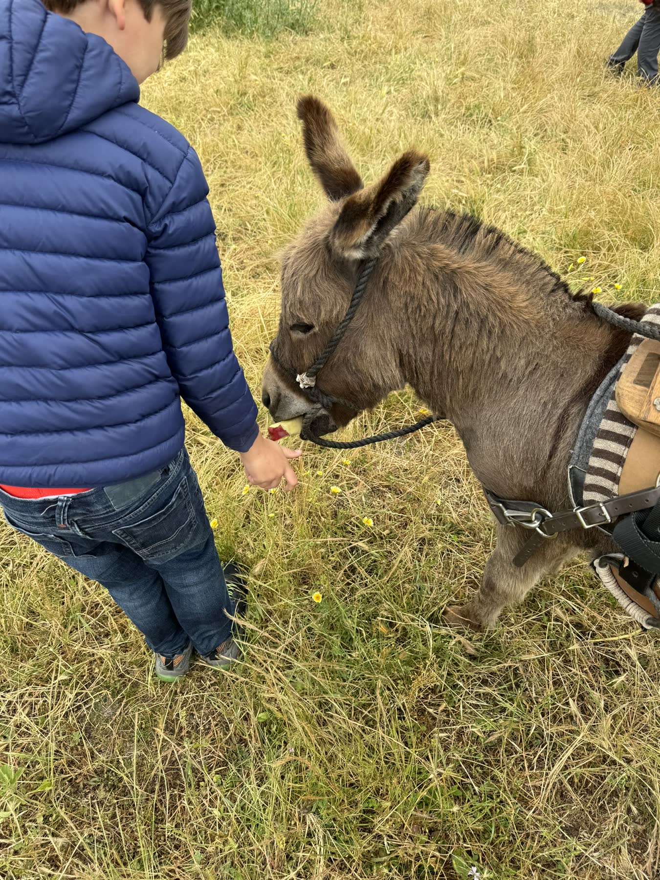 Carmel Valley — the Donkey Trek
