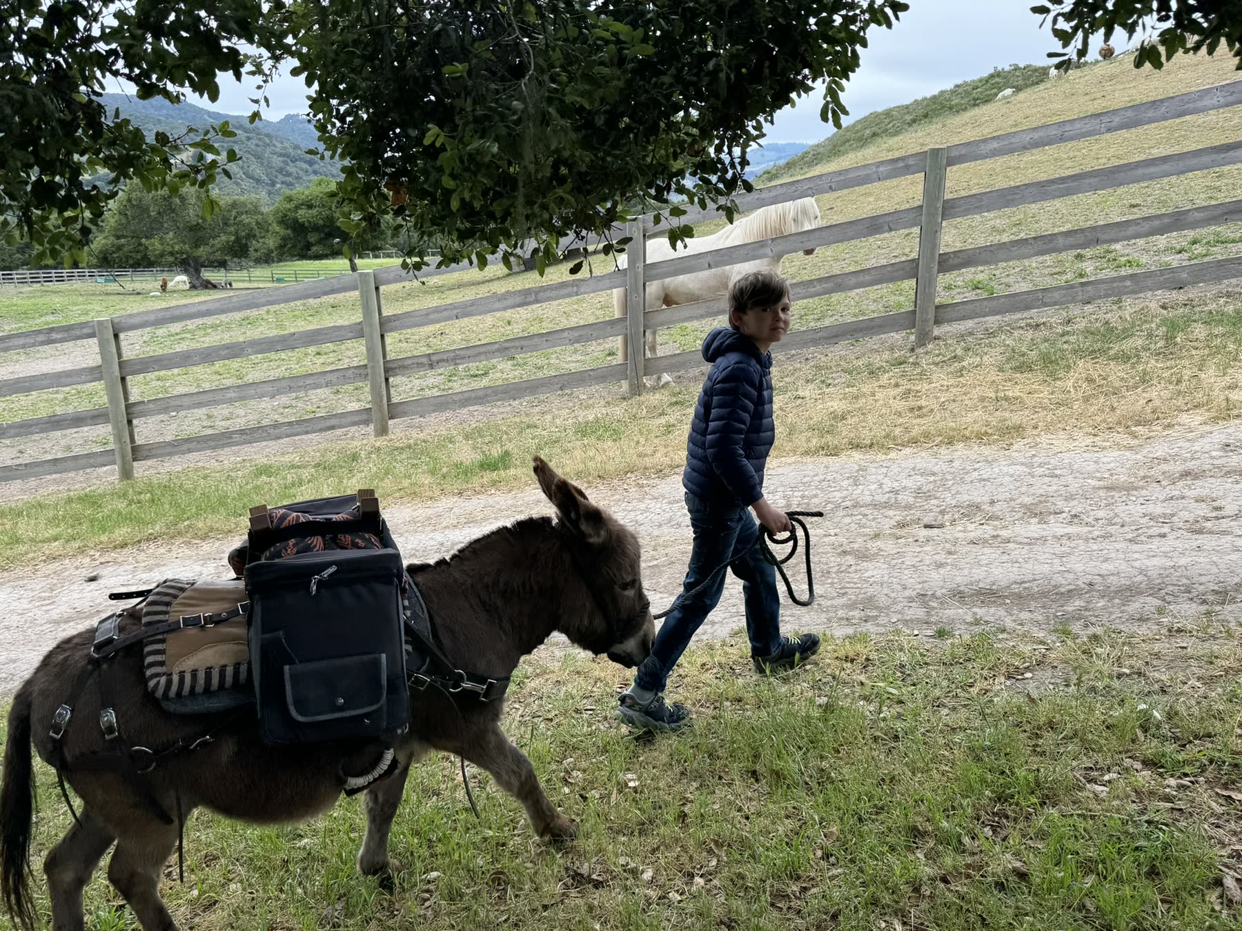 Carmel Valley — the Donkey Trek