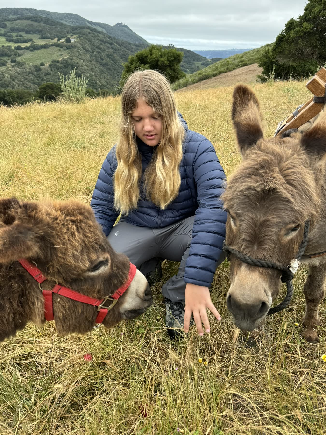 Carmel Valley — the Donkey Trek