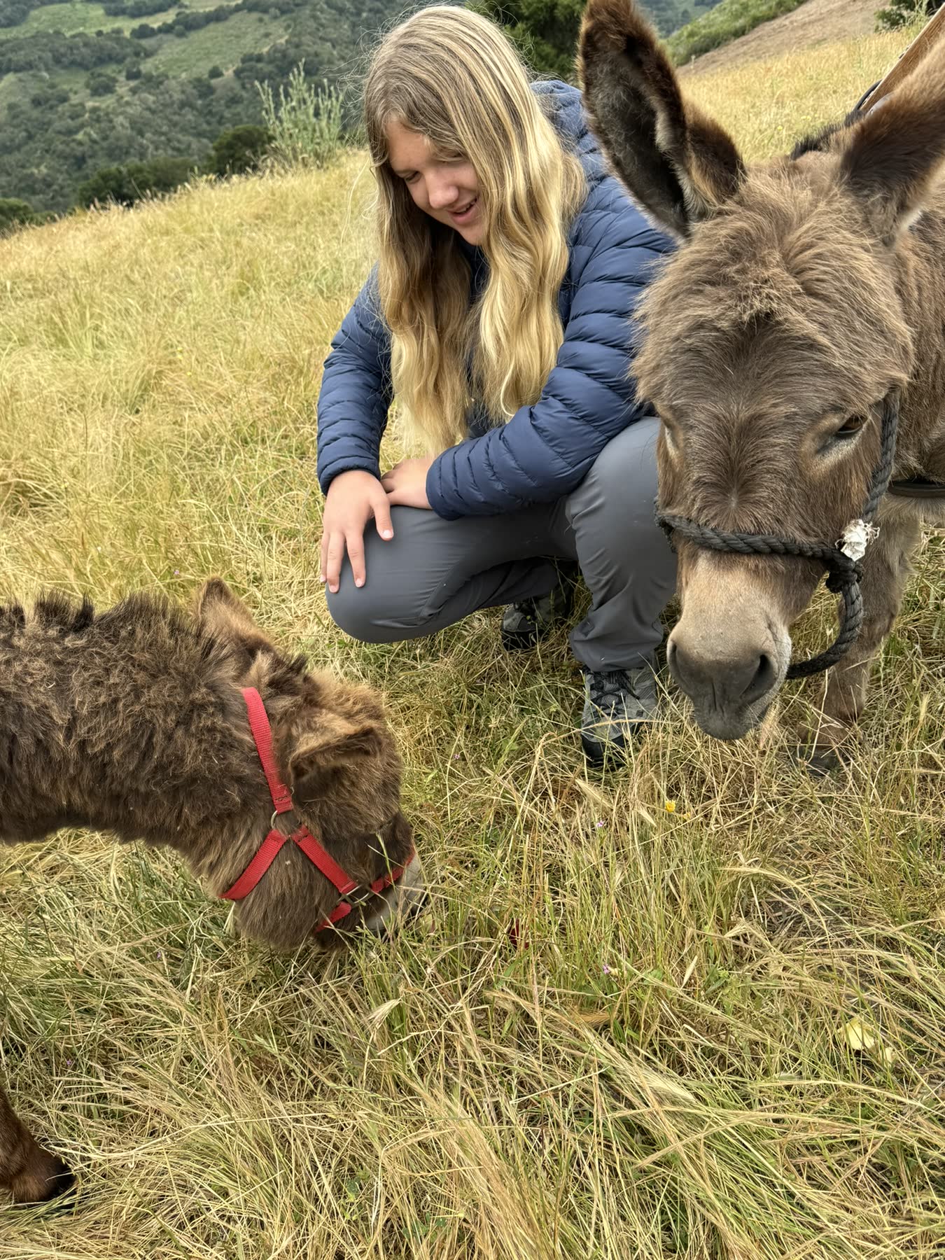 Carmel Valley — the Donkey Trek