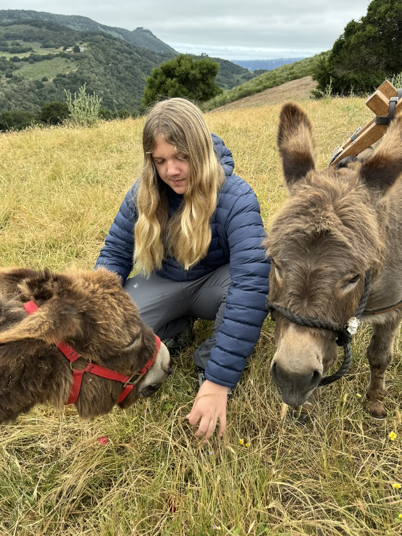 Carmel Valley — the Donkey Trek