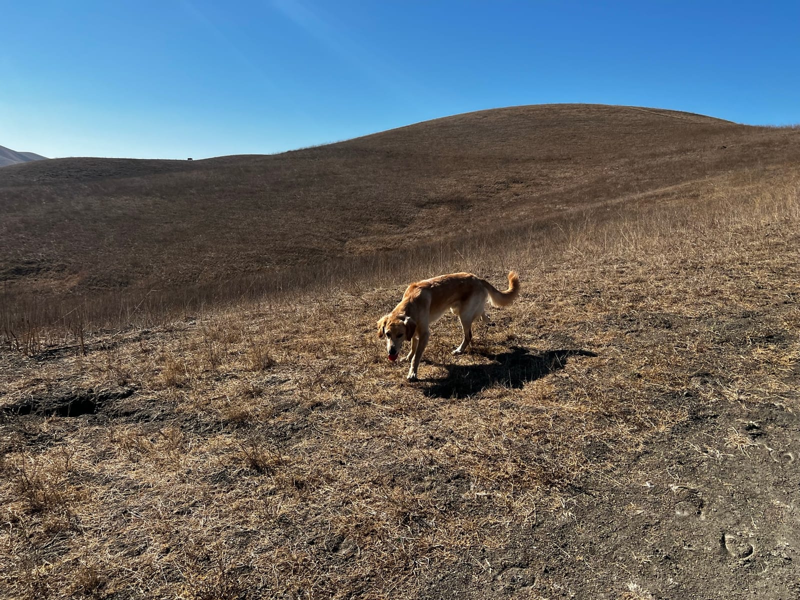 Hikes with Dante — East Bay Hills