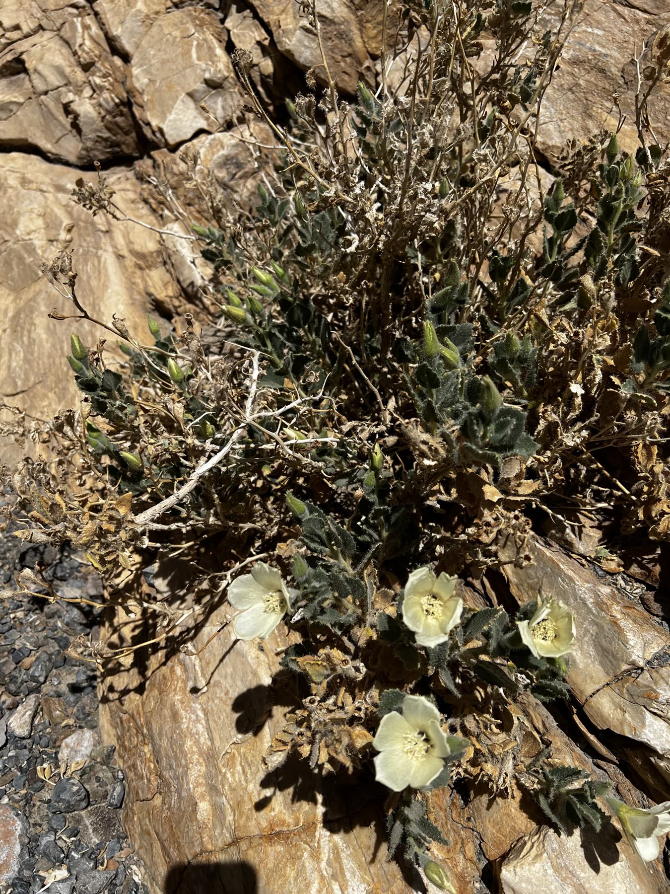 Death Valley