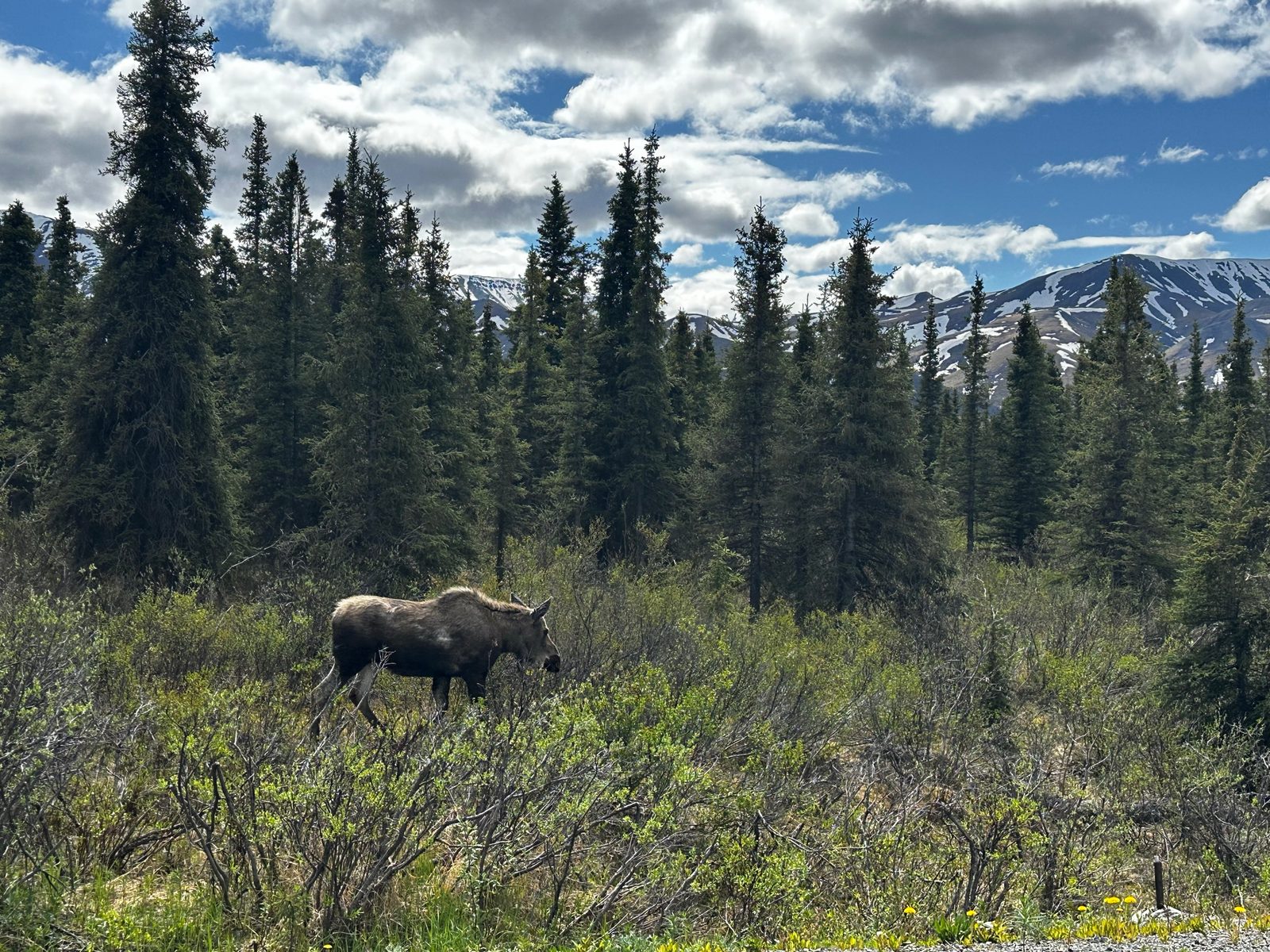 Denali & the Alaska Range
