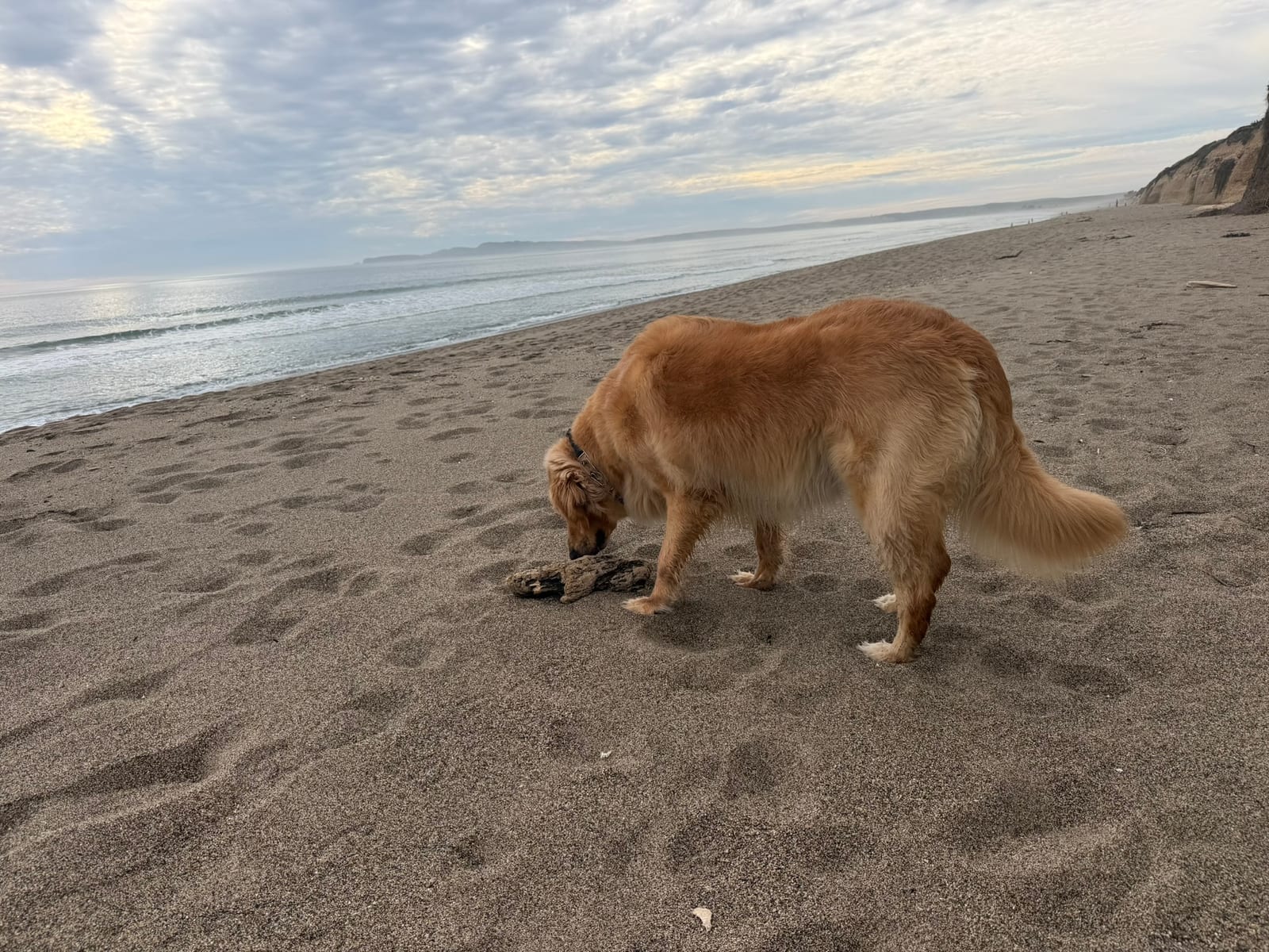 Limantour Beach with Dante
