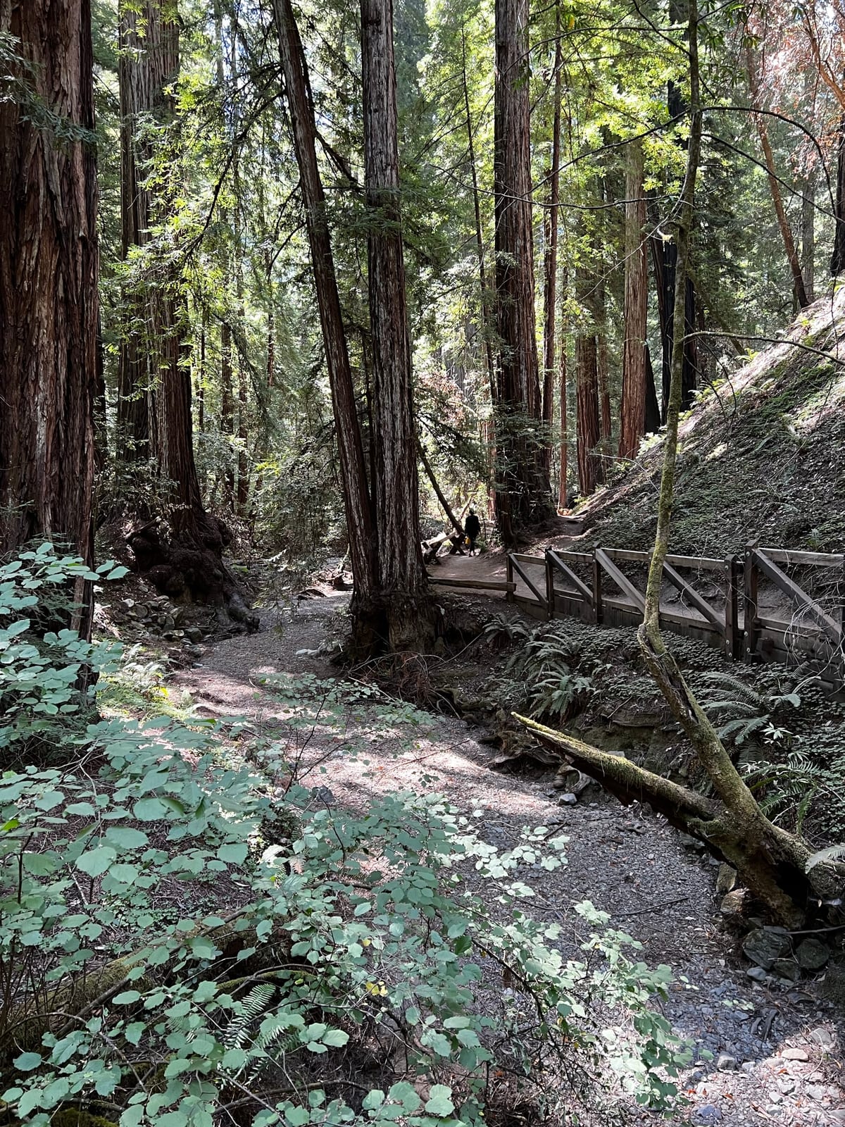 Schoolhouse Canyon — Russian River