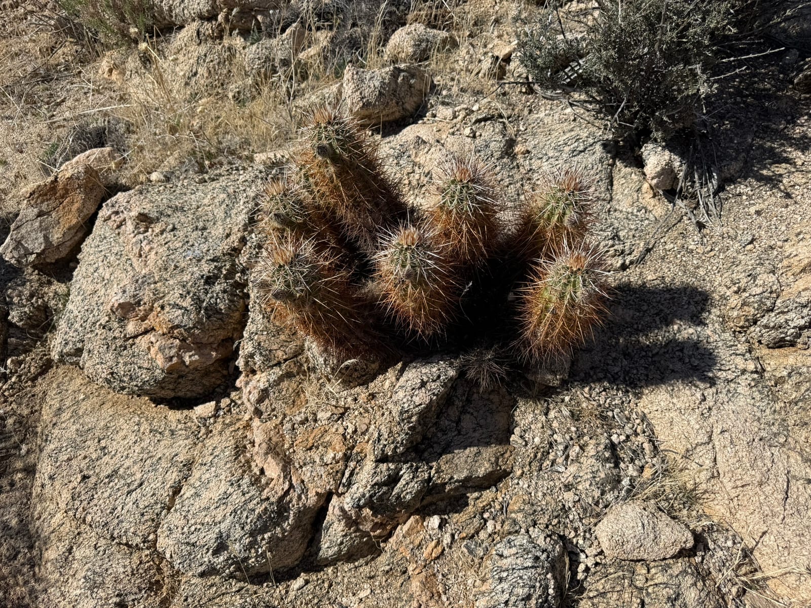 Joshua Tree National Park