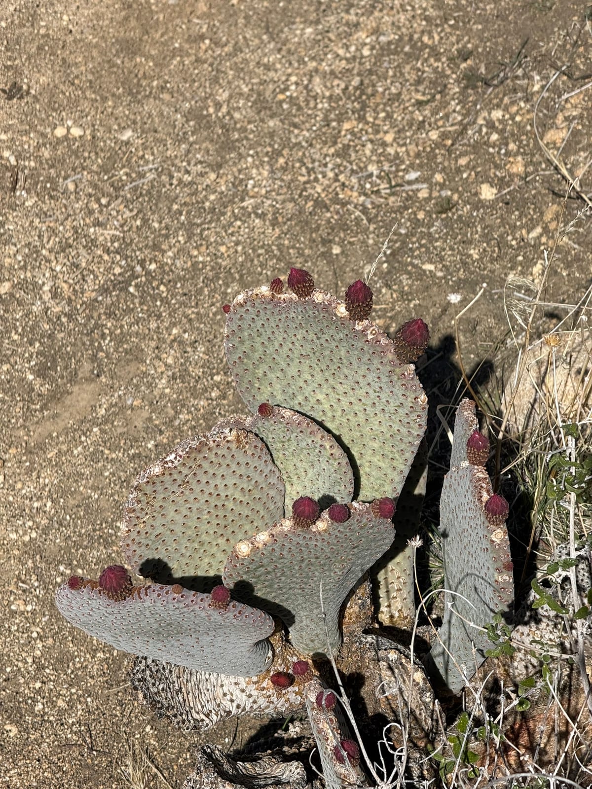 Joshua Tree National Park