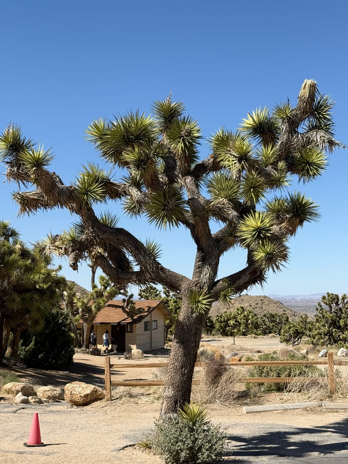 Joshua Tree National Park