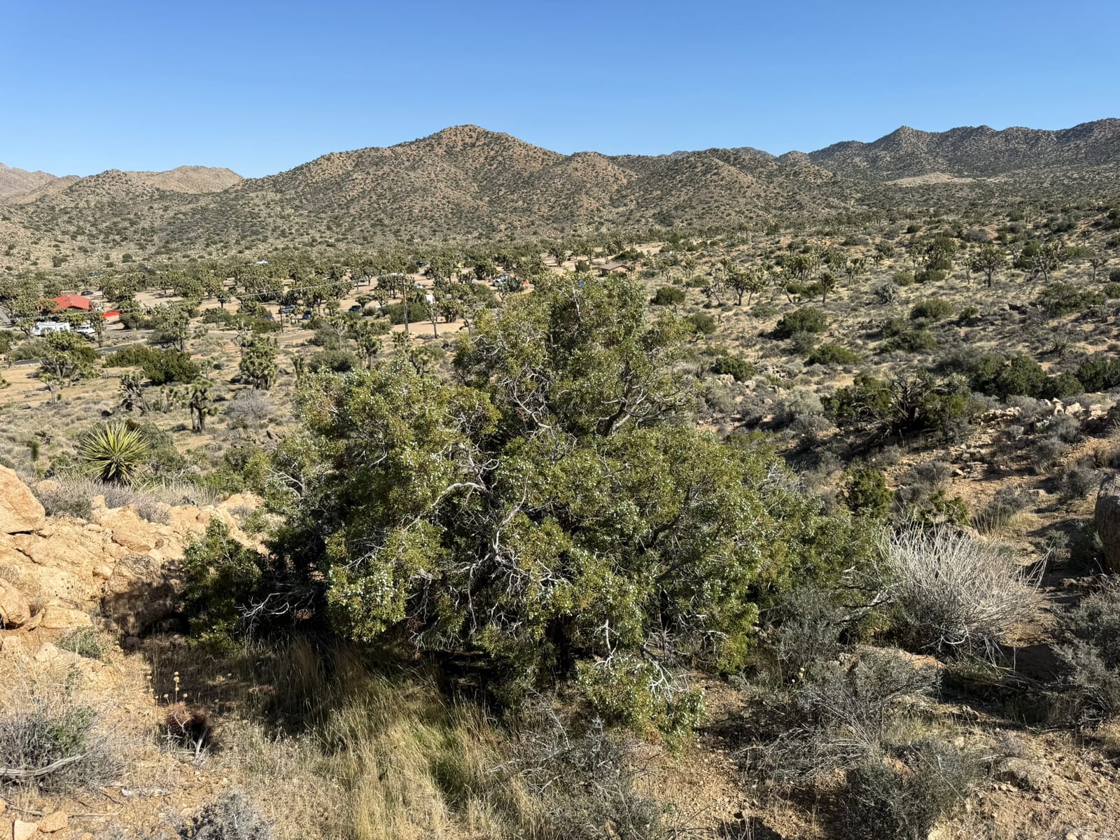 Joshua Tree National Park