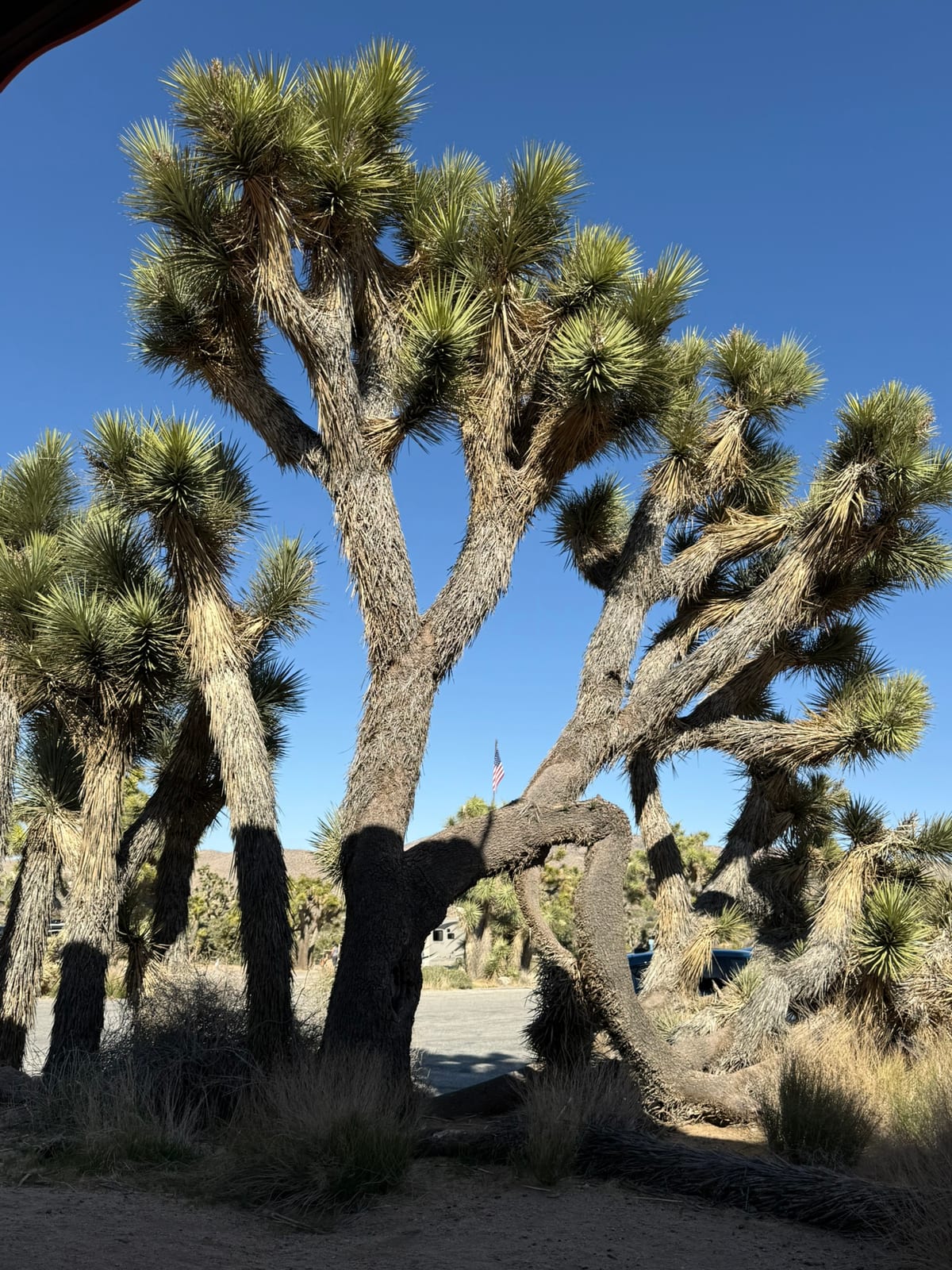 Joshua Tree National Park
