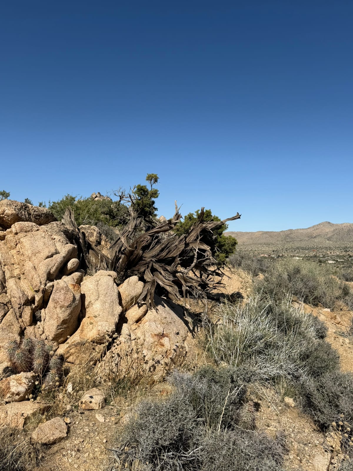 Joshua Tree National Park