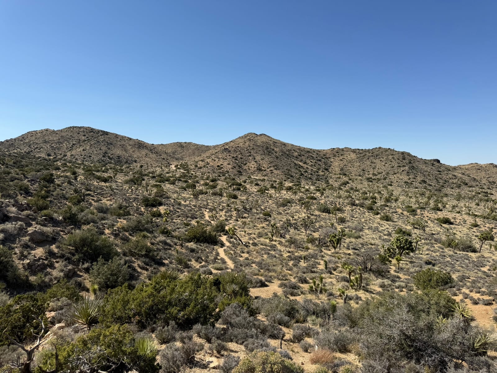Joshua Tree National Park