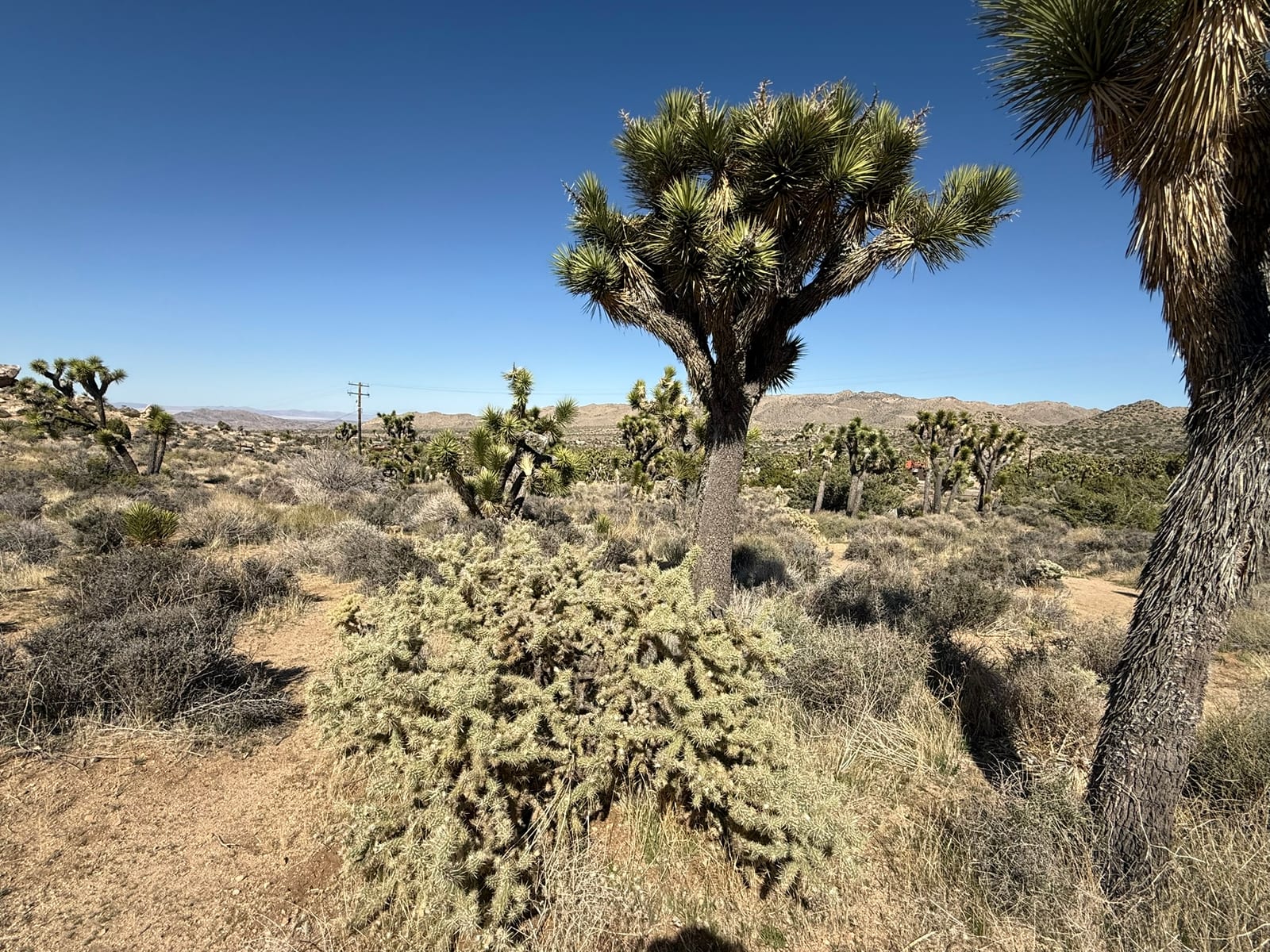 Joshua Tree National Park