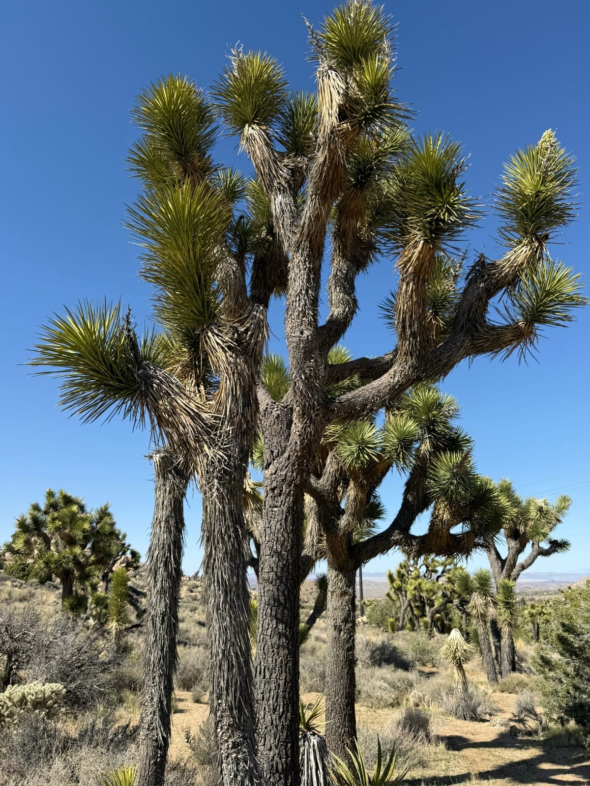 Joshua Tree National Park