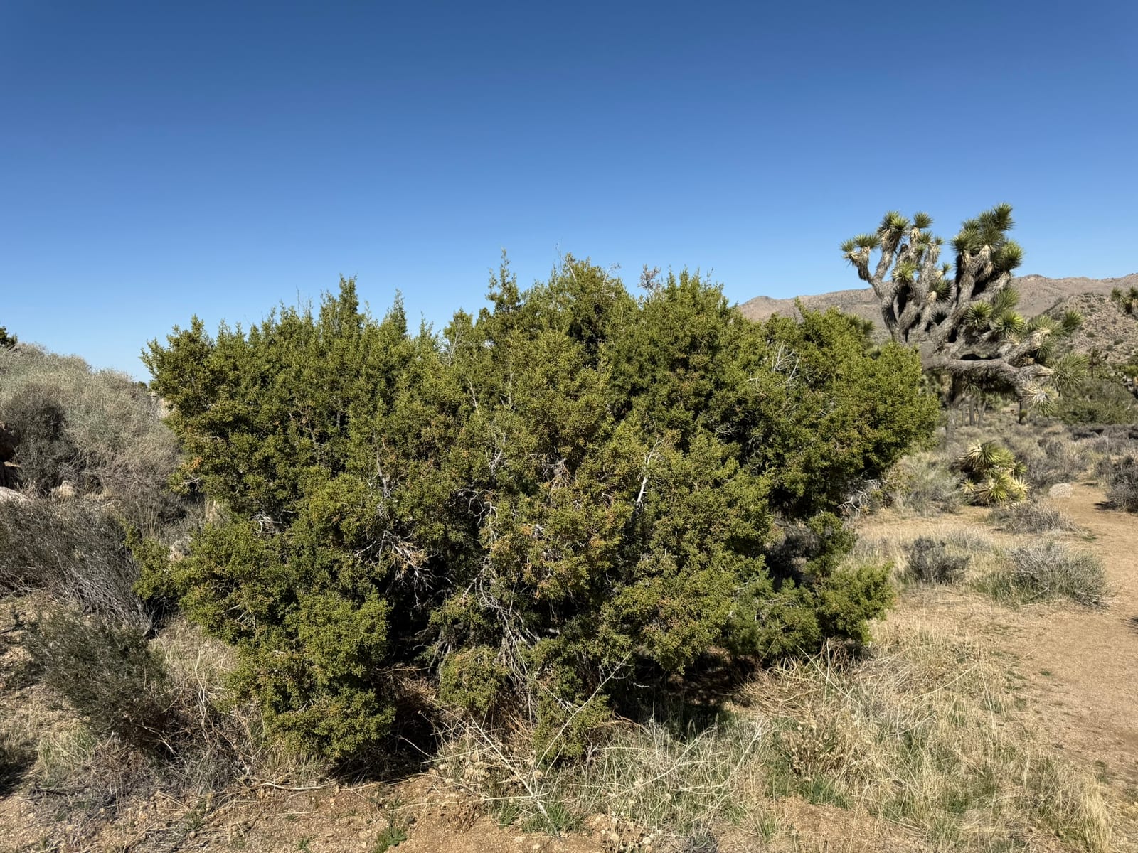 Joshua Tree National Park