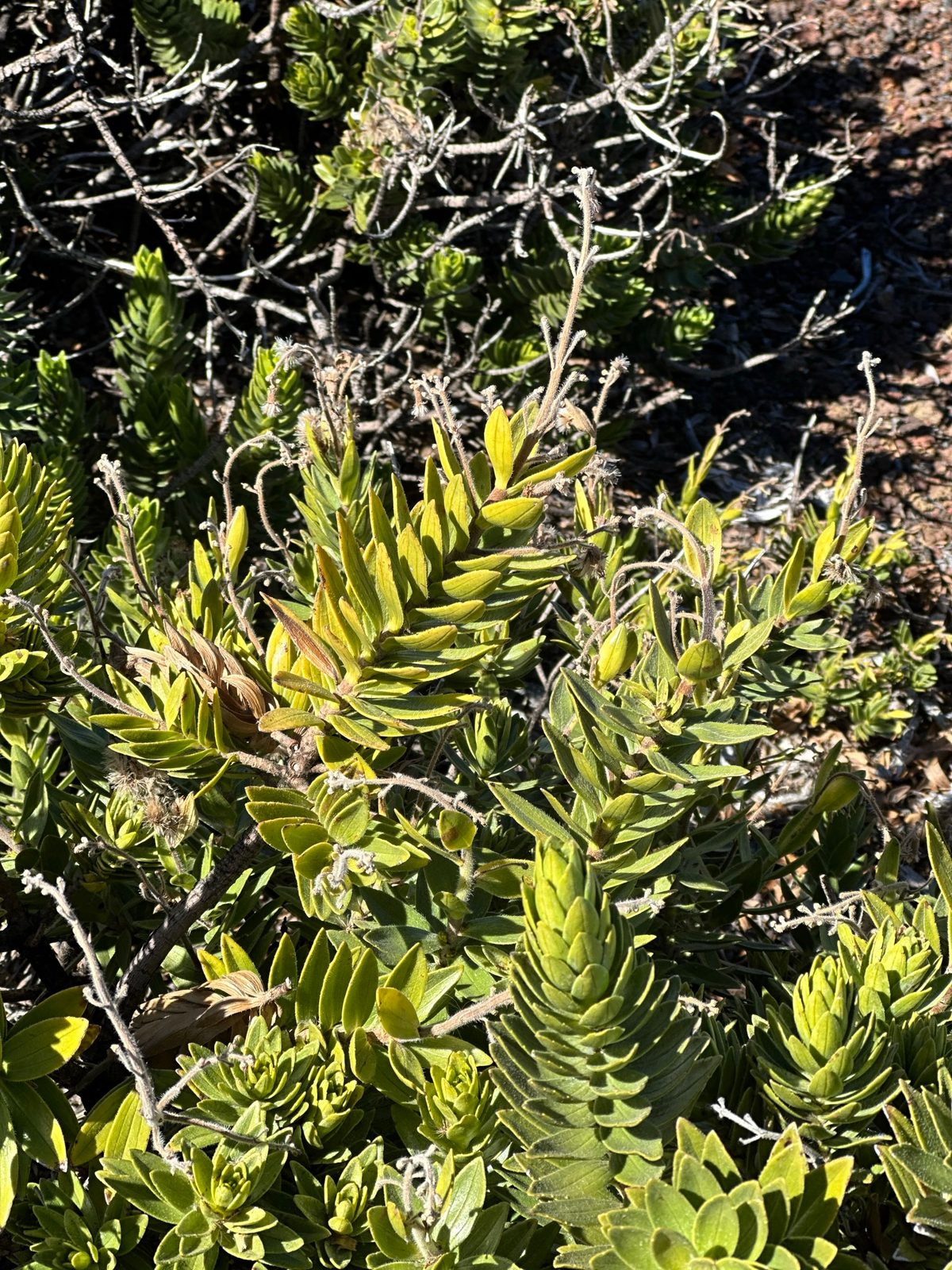 Maui — Haleakalā & the Coast