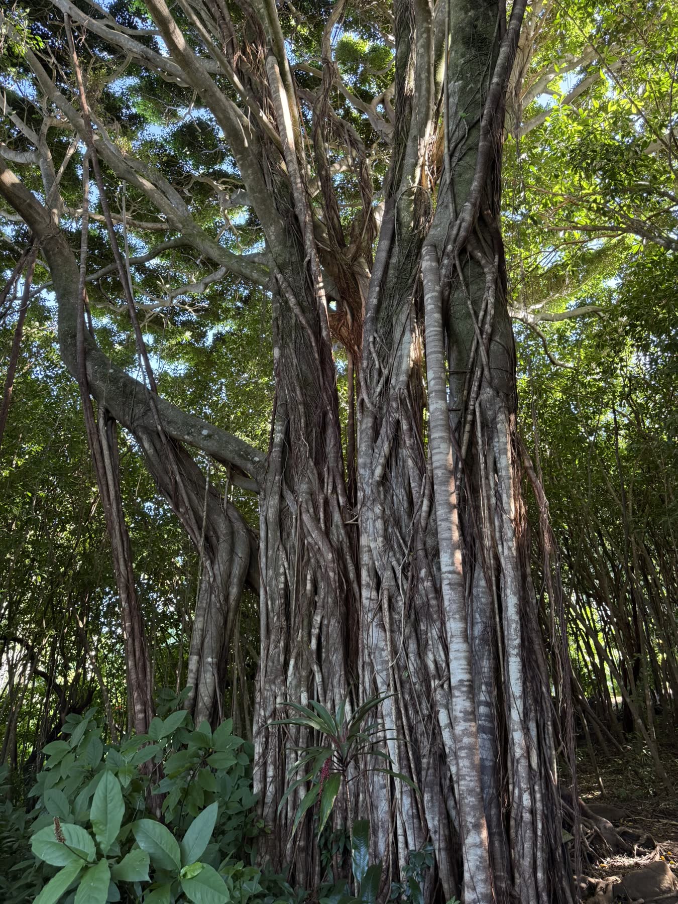 Maui — Haleakalā & the Coast