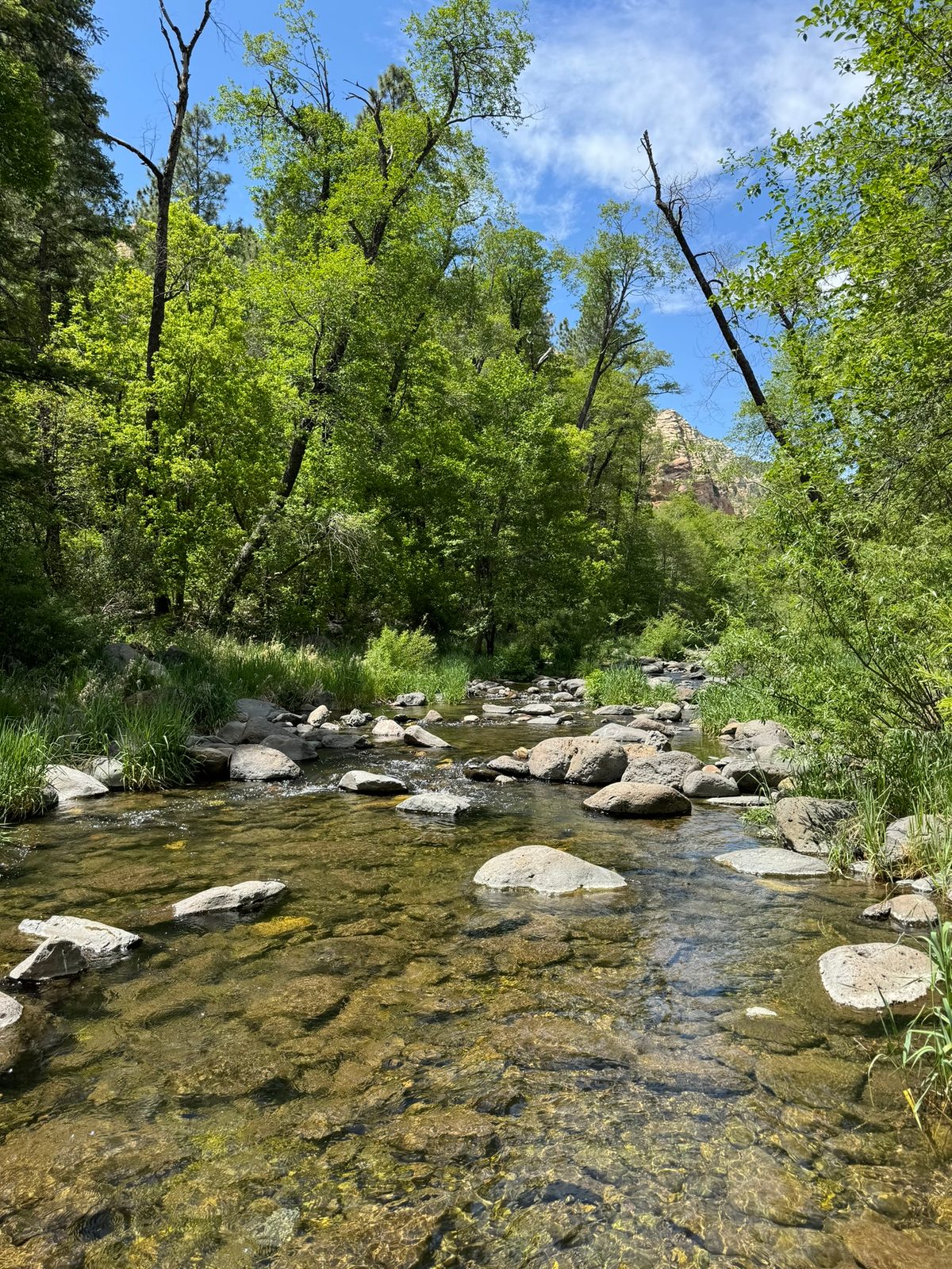 Oak Creek Canyon with Teddy