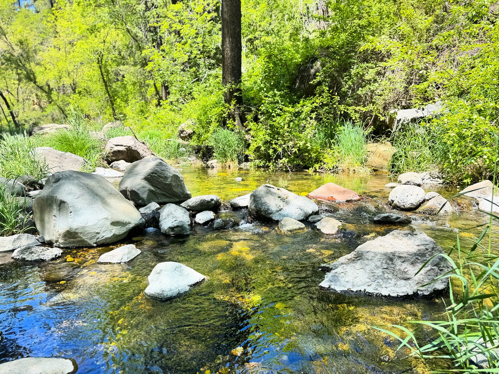 Oak Creek Canyon with Teddy
