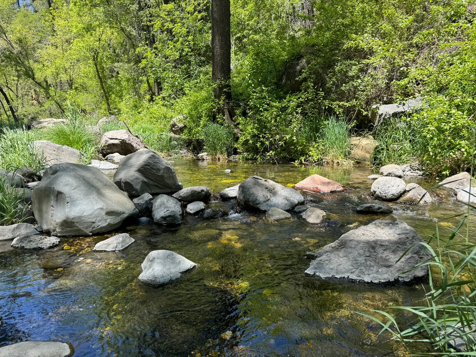 Oak Creek Canyon with Teddy