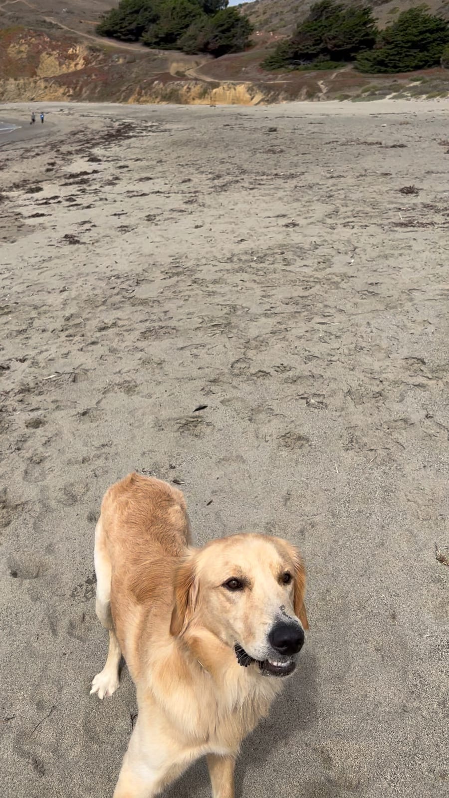 Pacifica Beach with Dante