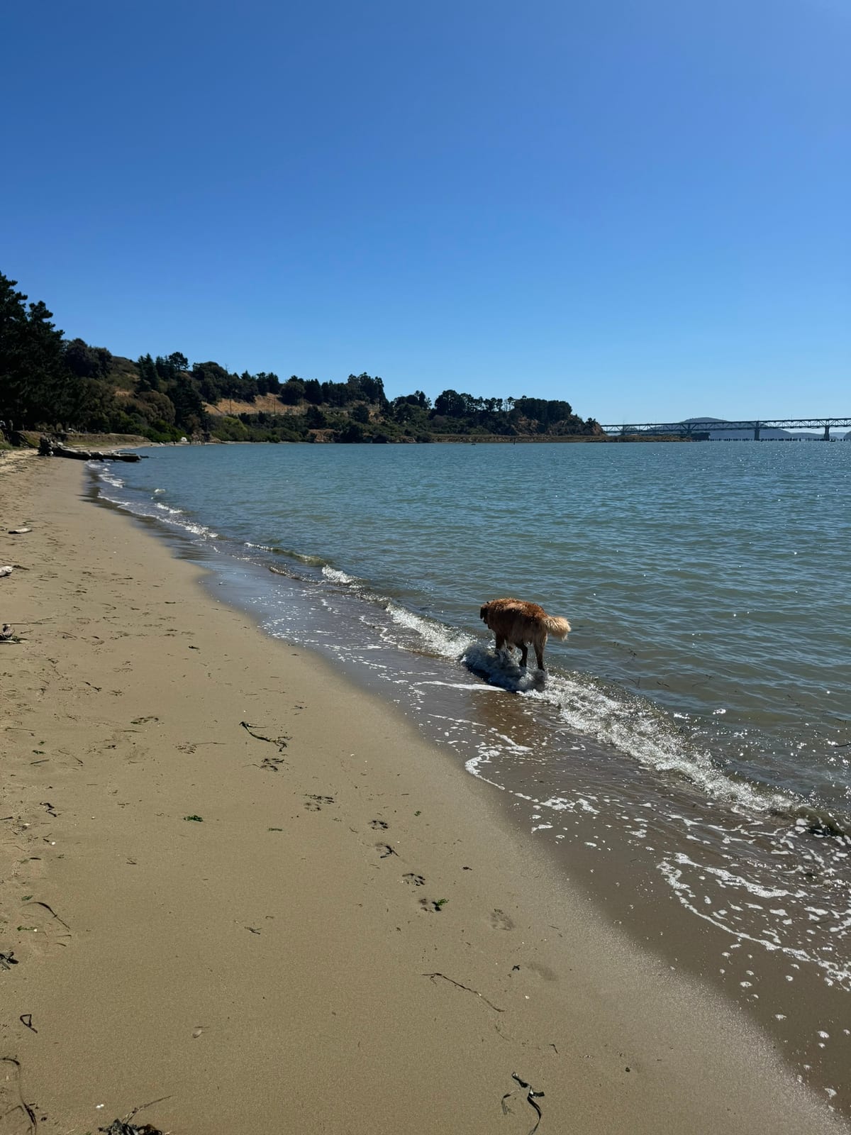 Point Molate Beach with Dante