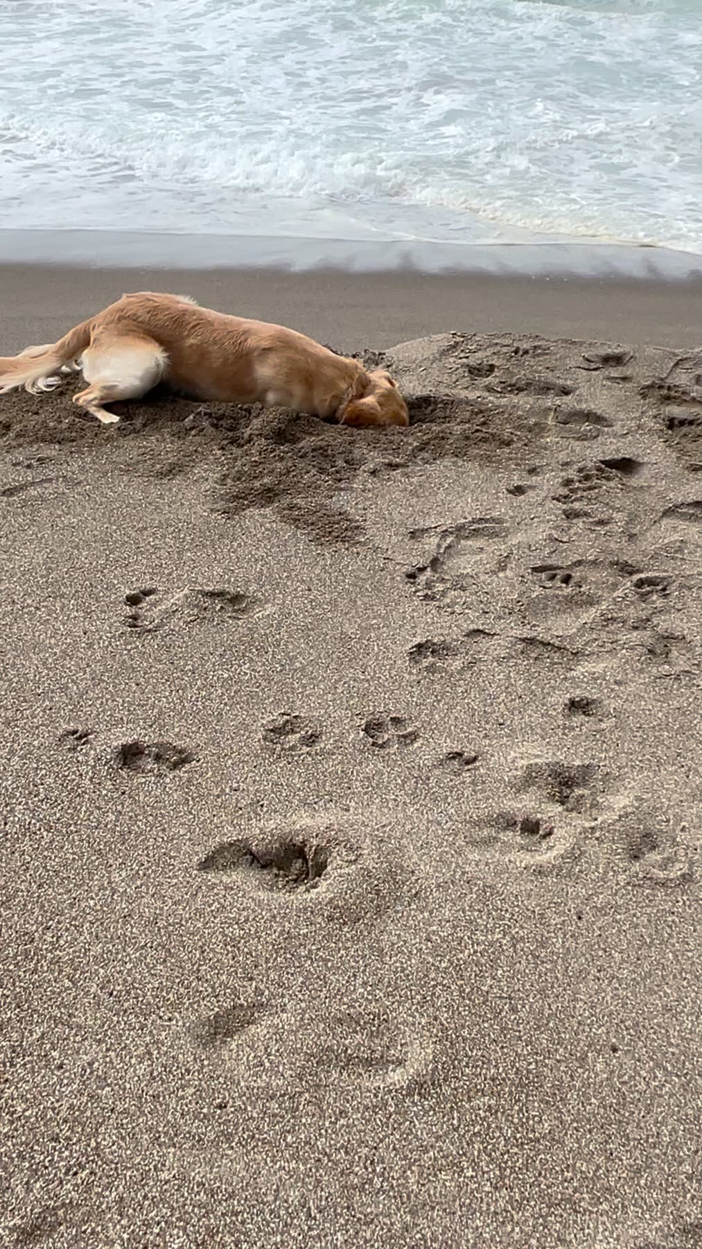 Point Reyes Beaches with Dante