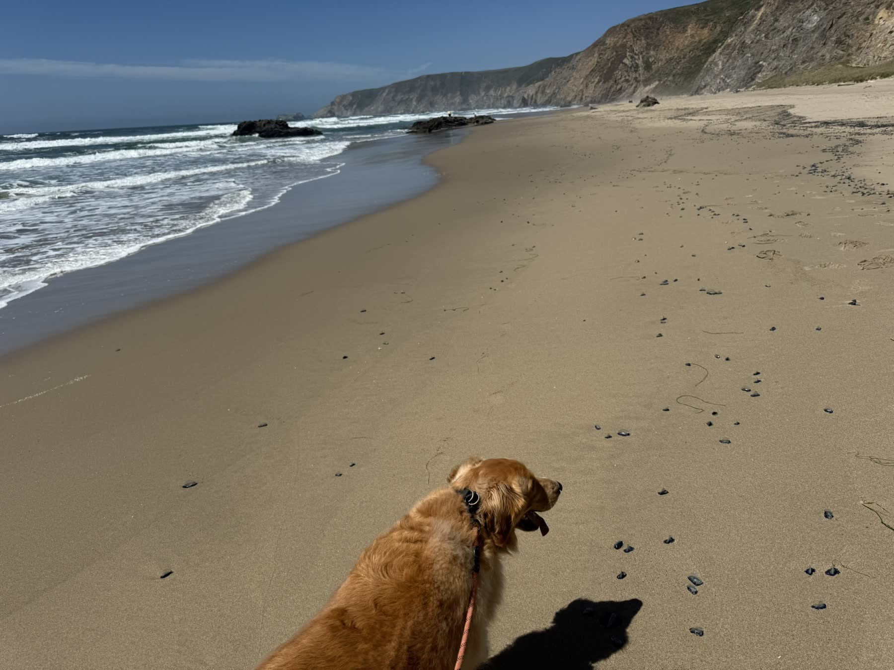 Point Reyes Beaches with Dante