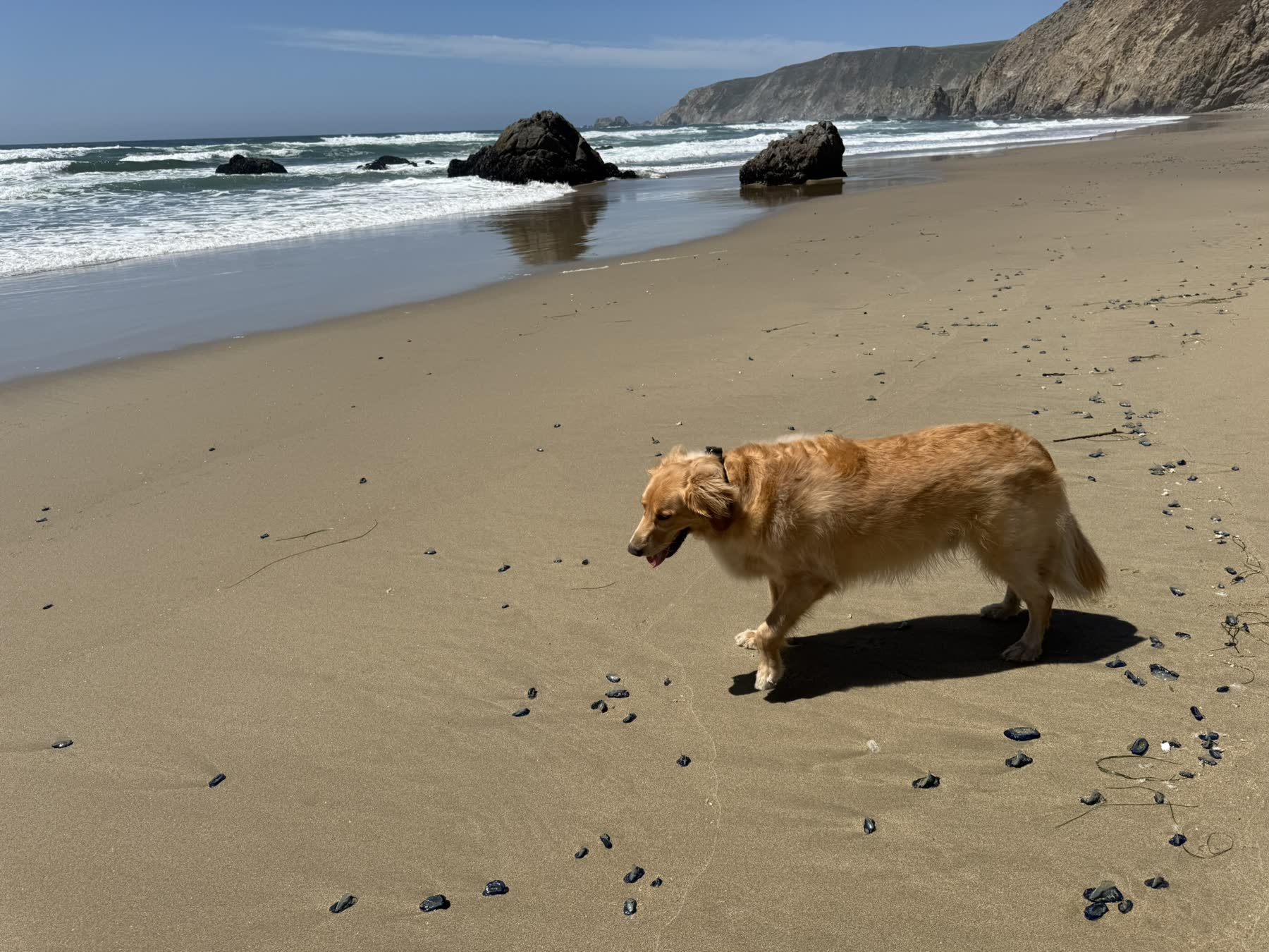 Point Reyes Beaches with Dante