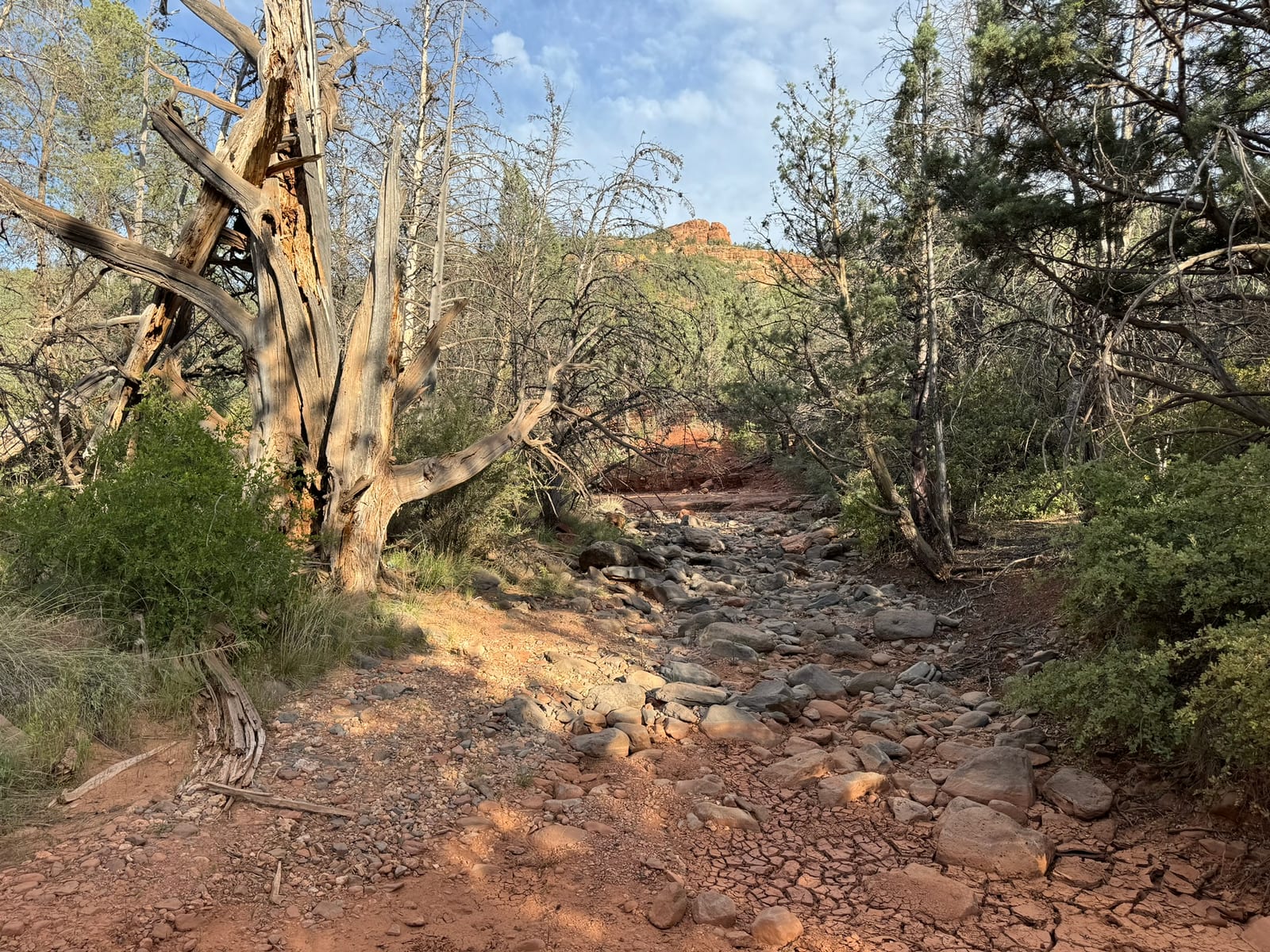 Sedona with Teddy