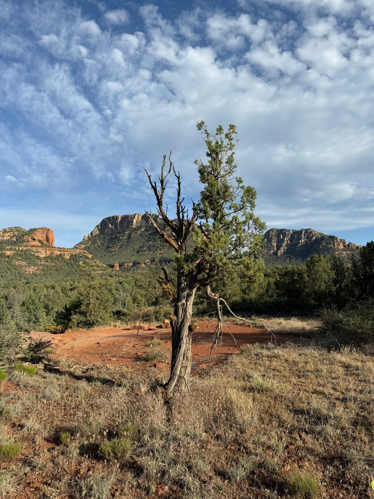 Sedona with Teddy