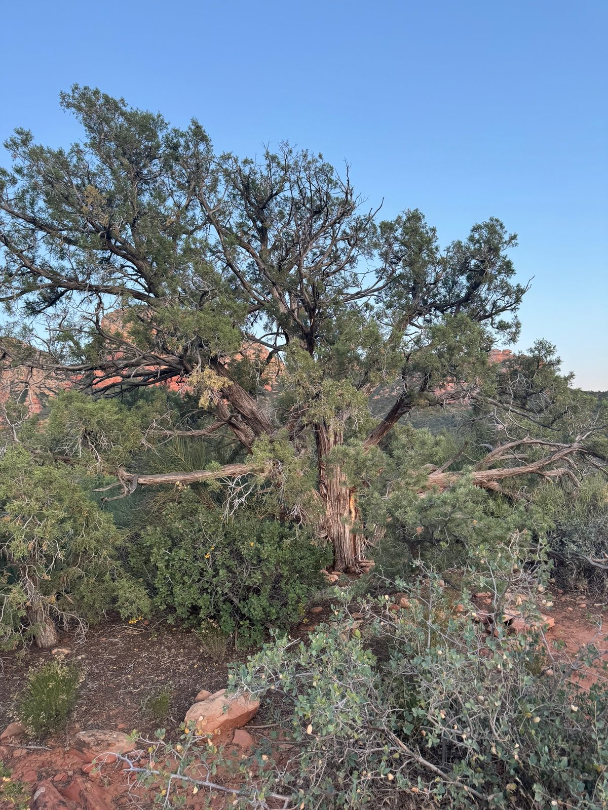 Sedona with Teddy