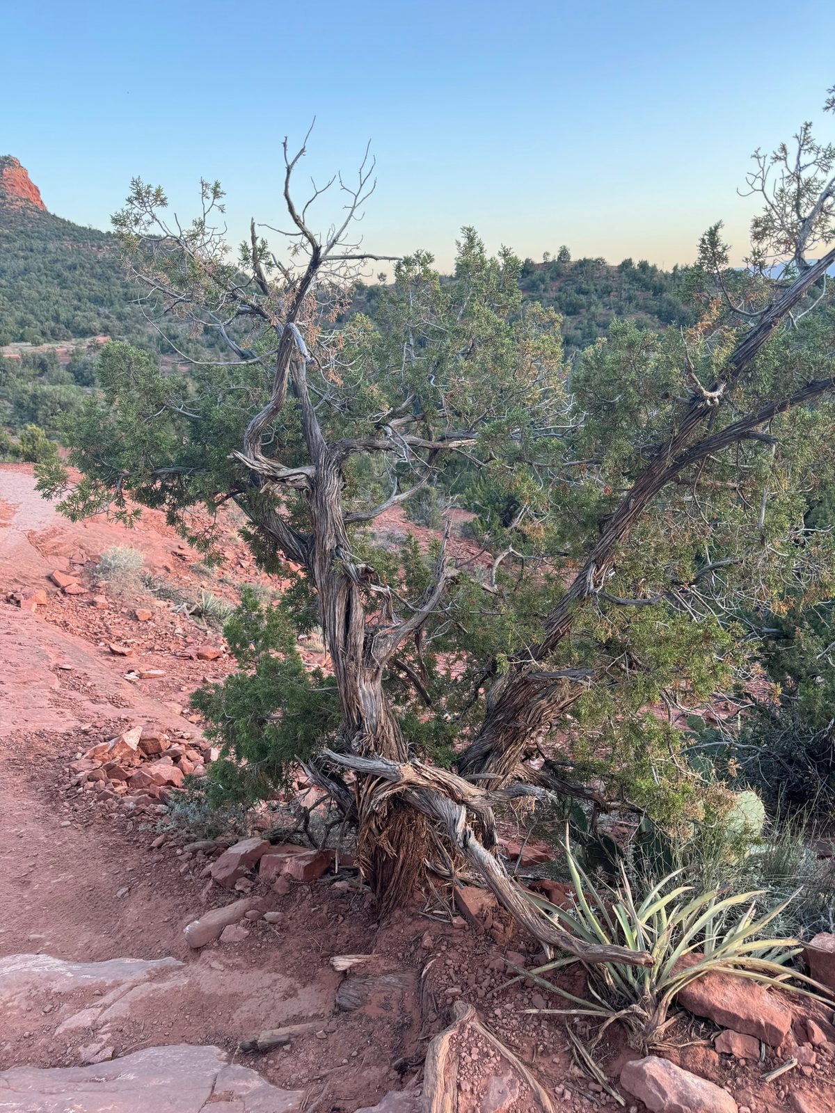 Sedona with Teddy