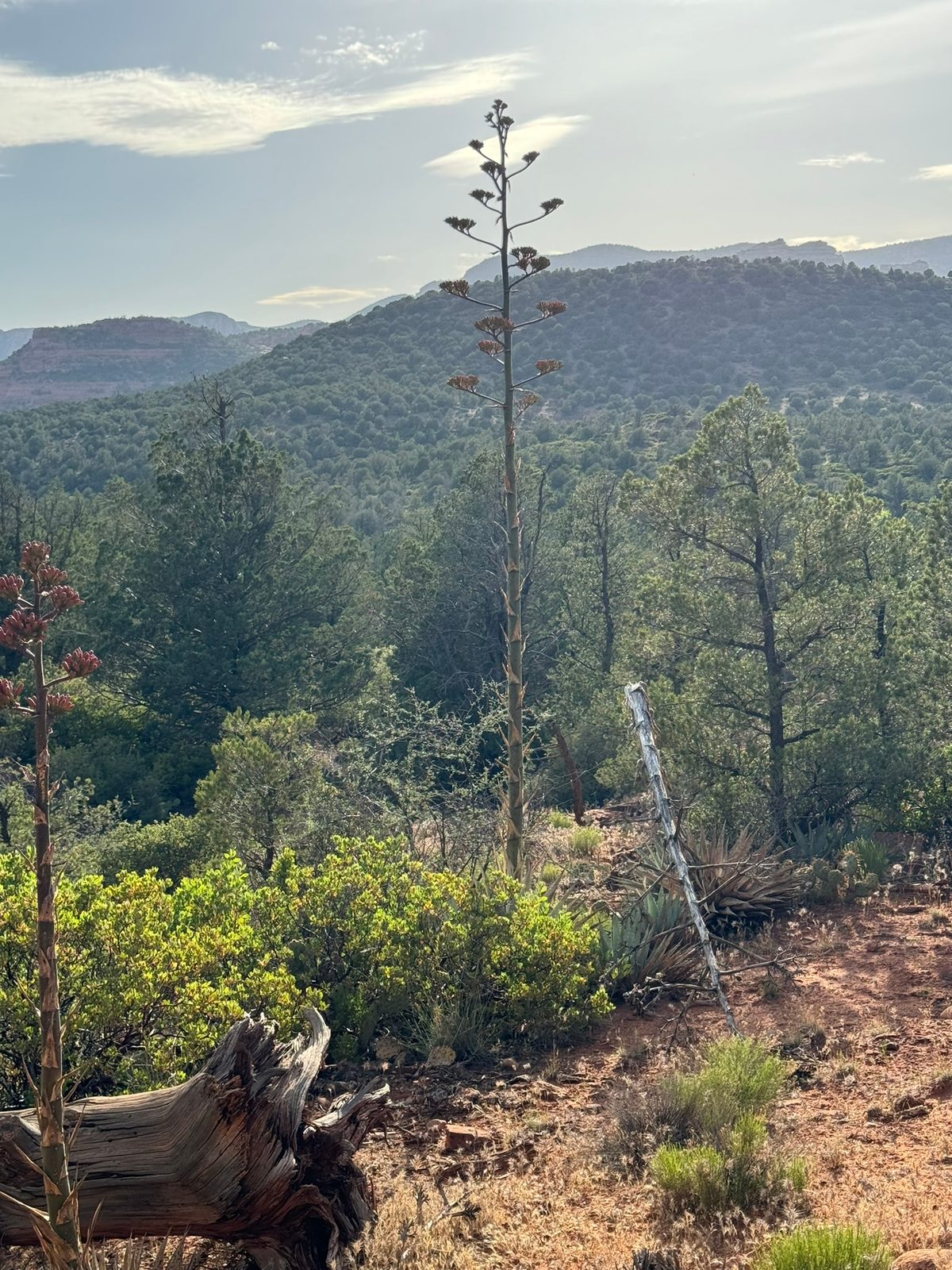 Sedona with Teddy