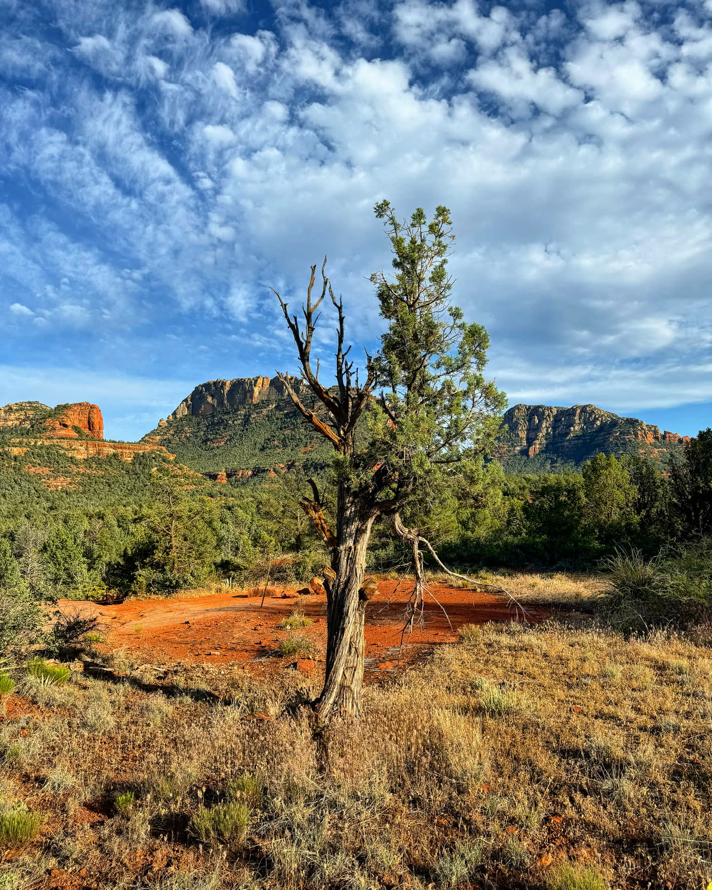 Sedona with Teddy