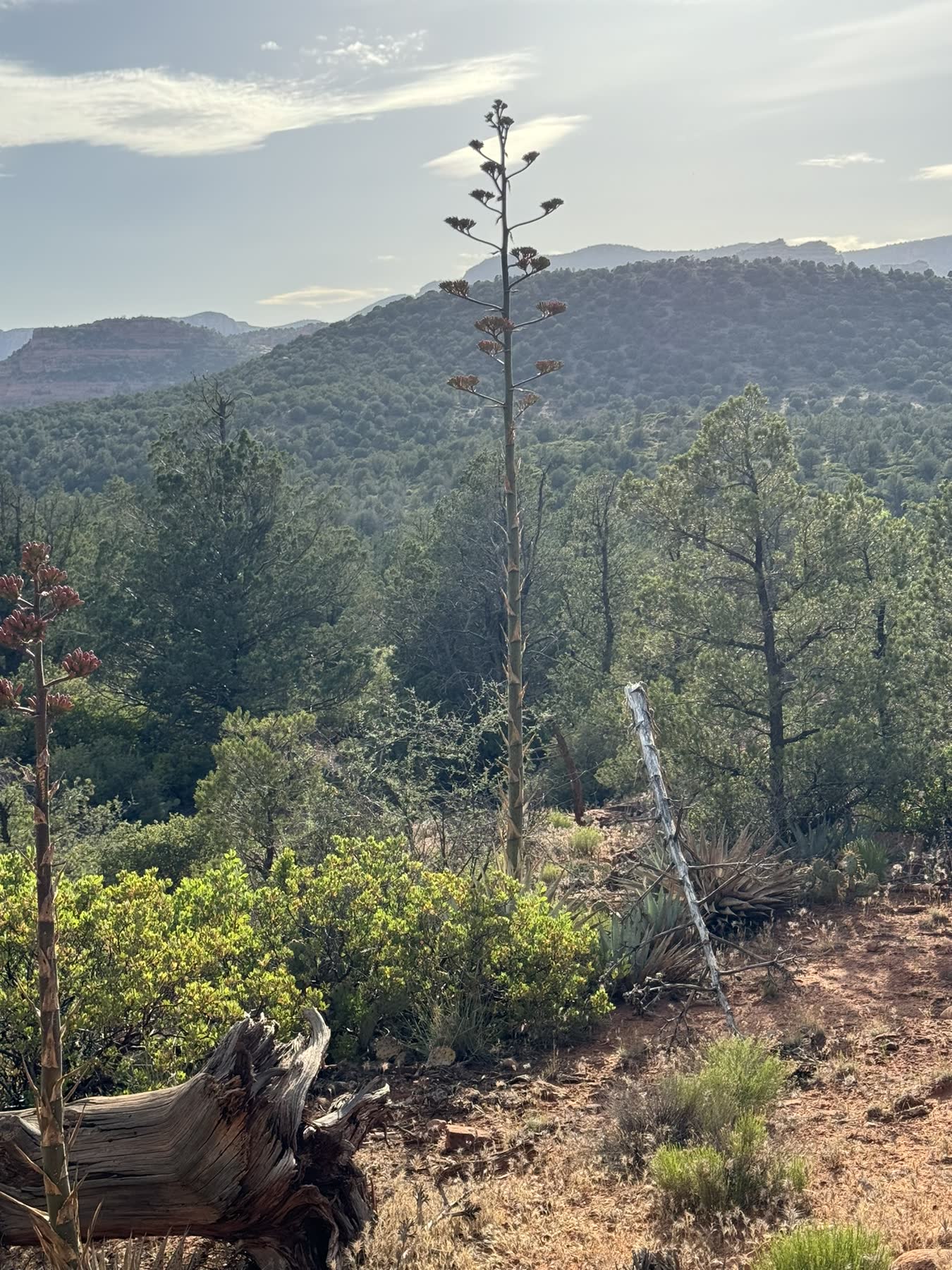 Sedona with Teddy