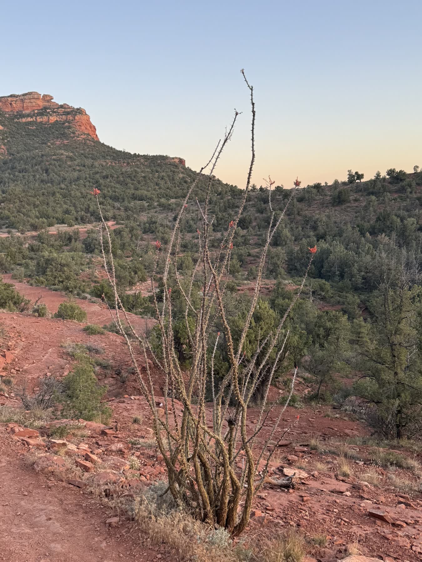 Sedona with Teddy